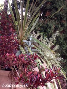 Cordyline Composition