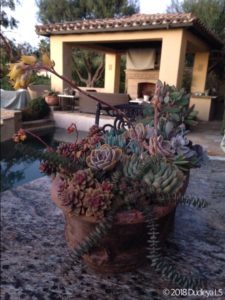 Mixed Succulent Composition