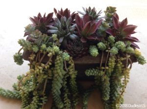 Mixed of perennials in a large terracotta container.