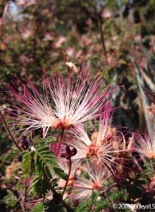 Calliandra eryophylla