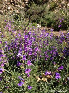 Penstemon heterophyllus 'Margarita BOP'