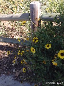 Encelia californica