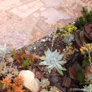 Mixed succulent flower bed